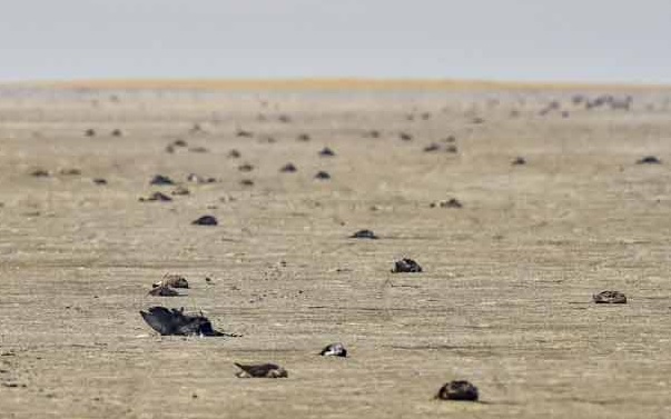 Ops on to rescue incapacitated birds at Sambhar lake