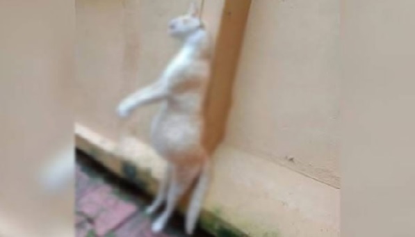 Pregnant cat hanged to death in Kerala, case booked