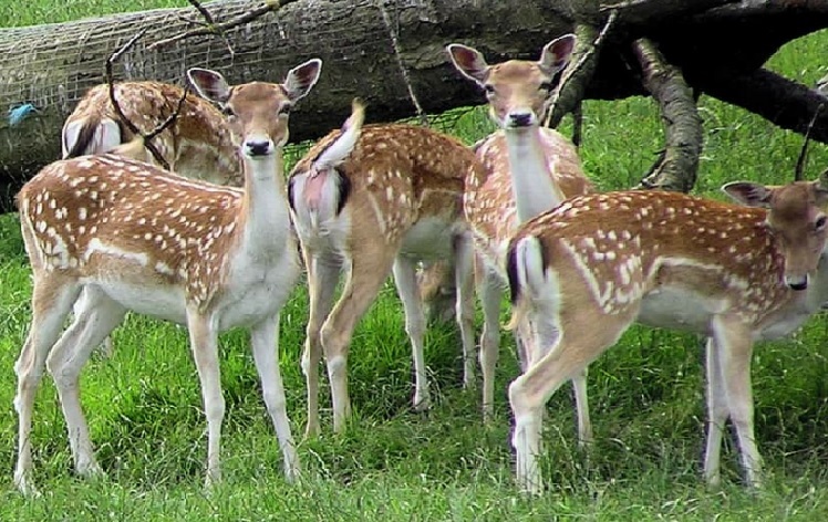 7 deer rescued from swollen Ganga, several others swept away: Official