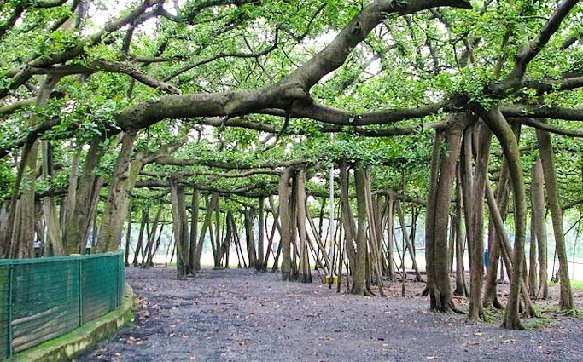 Botanical Garden in Howrah