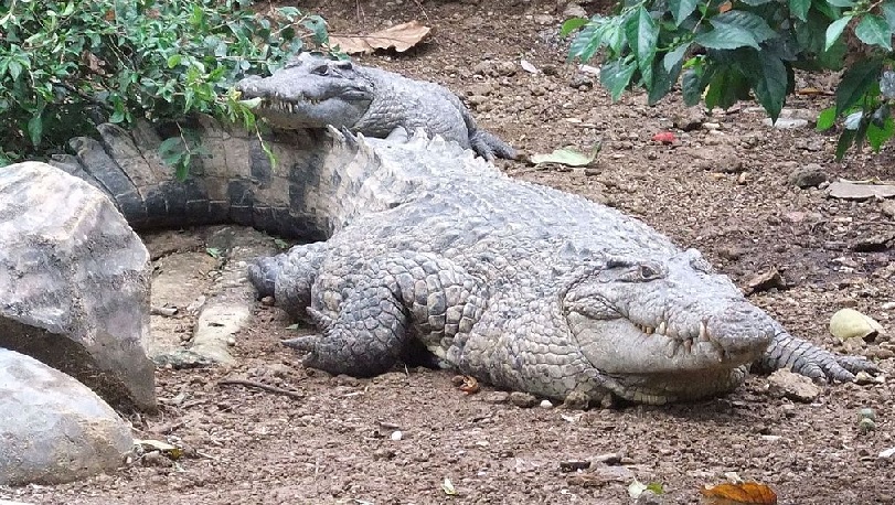 16 white crocodiles spotted in Odisha's Bhitarkanika