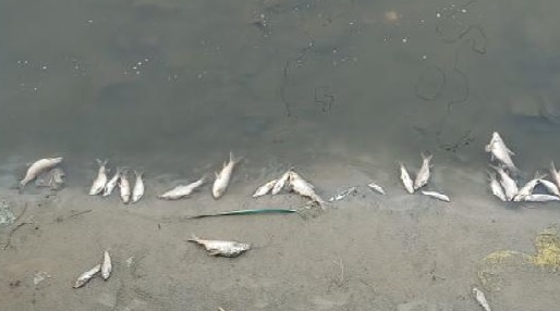 Dead fishes found floating in Gang nahar