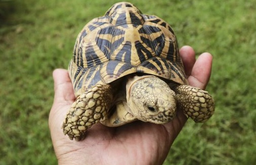 Man detained for smuggling protected animals in Thane