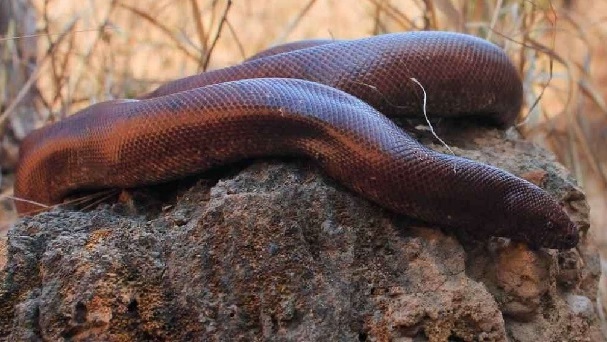 Sand boa snake worth Rs one crore seized, man held