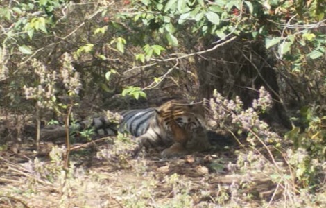 Maha: Tiger found dead in Nagpur, tigress in Yavatmal