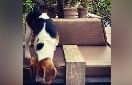 Twinkle Khanna shares a 'paw-some' photograph of 'Mr Alex'