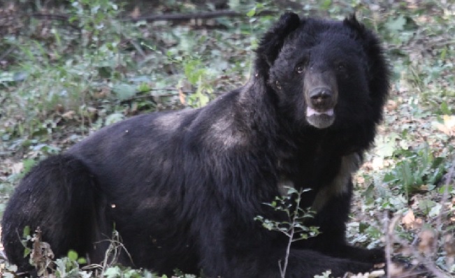 U'khand: Labourer killed by wild bear