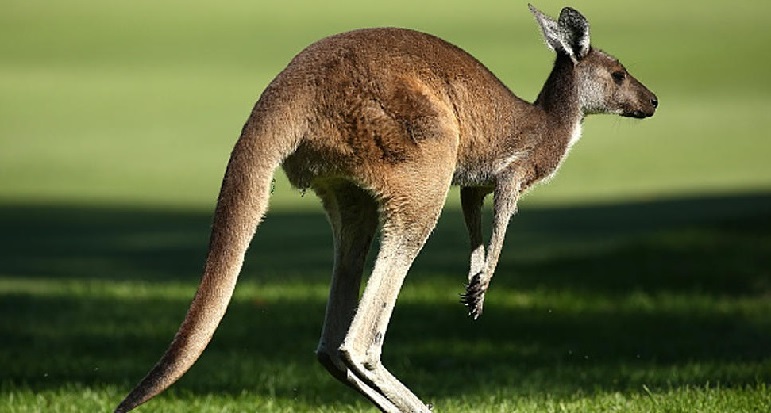 Wolf 'snatches kangaroo' in Belgium