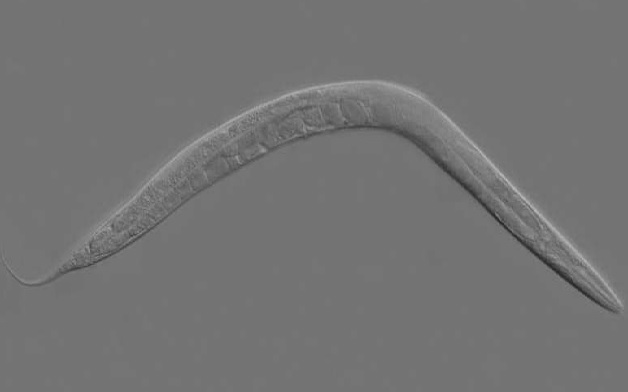 Stress in early life extends lifespan in worms: Study