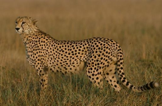 SC allows govt to bring African cheetah to India