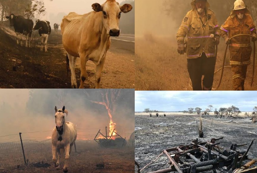 Australia's farmers count cost after bushfires wipe out livestock