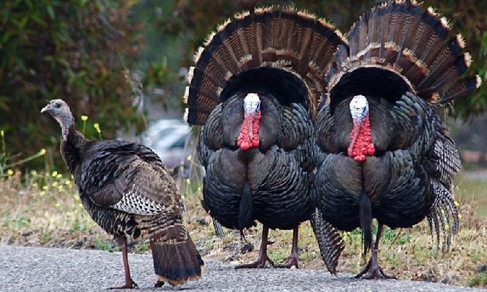 Bird flu kills 25,000 turkeys in eastern Poland, sparks cull