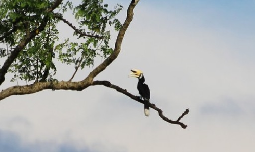 'Buxa Bird Festival' begins in West Bengal