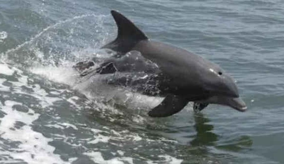 Dolphin population in Odisha's Chilika Lake rises to 156