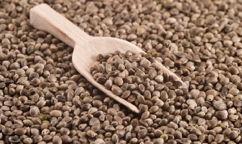 Hemp Seeds: Healthy and Nutritious Way to Lose Weight