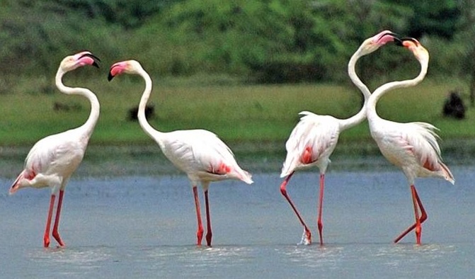 Maharashtra: No operators for Jayakwadi bird sanctuary boats