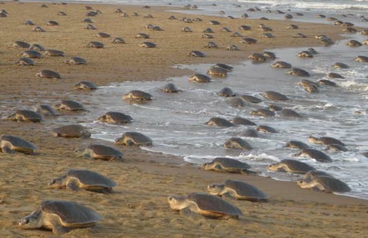 Olive Ridley mass nesting likely on Odisha's Gahirmatha Beach within fortnight: Official