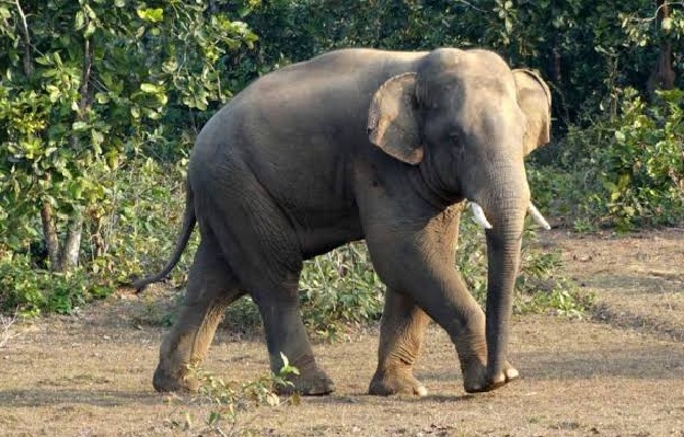 Elderly man killed by elephant in Uttarakhand