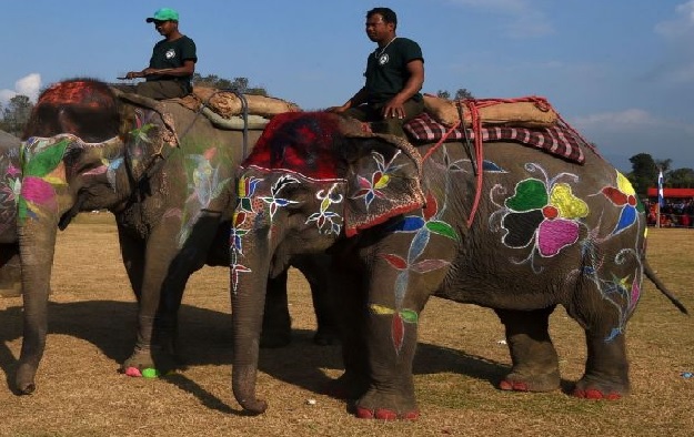 Nepal elephant festival scrutinised for beauty and bruises