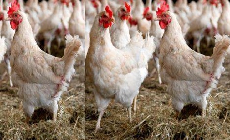 Avian flu outbreak reported in two farms in Kerala