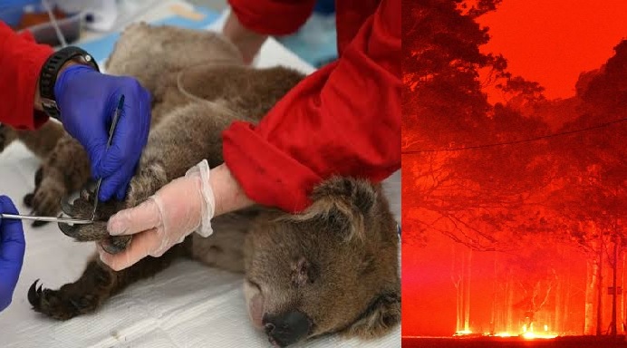 Makeshift koala hospital scrambles to save dozens injured in bushfires