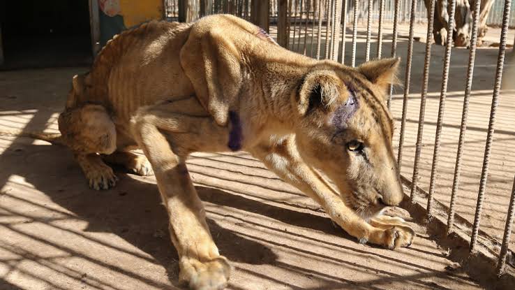 Sudan vets scramble to save park's malnourished lions