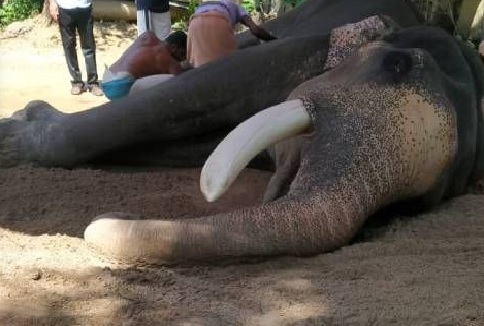 Guruvayur temple elephant dies at 84