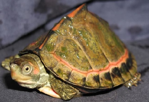 Four rare species turtles found in Kashmere Gate