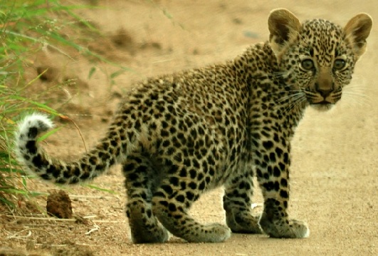 MP: Leopard cub separated from its mother rescued