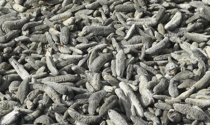 Sea cucumbers worth Rs 5 crore seized, 2 arrested