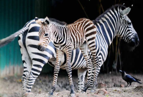 Zoo animals seem cheerful in absence of visitors