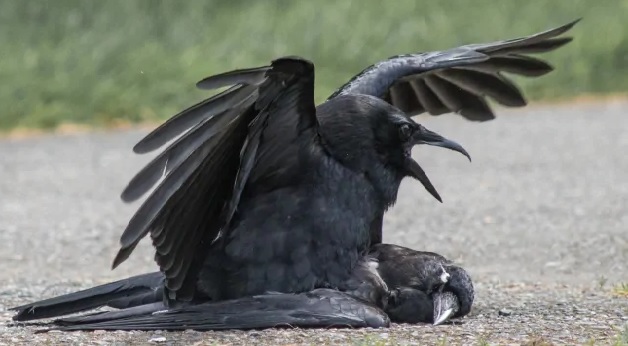 8 crows found dead in Punjab's Hoshiarpur