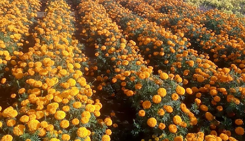 Marigold Crop