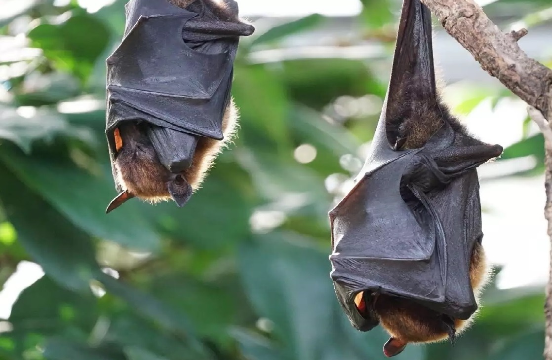 Dead bats create panic in Gorakhpur's Belghat area