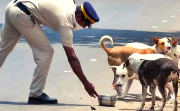 Cyberabad Police comes to rescue of street dogs