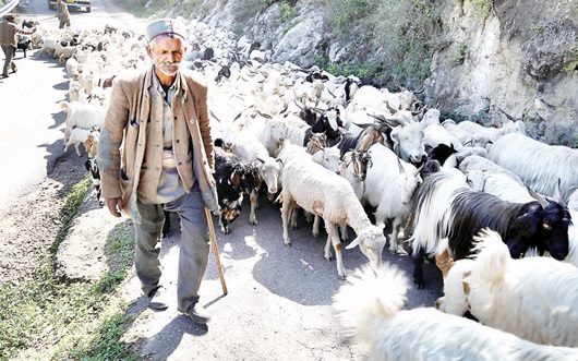 Caught in curfew, Himachal nomads start journey home