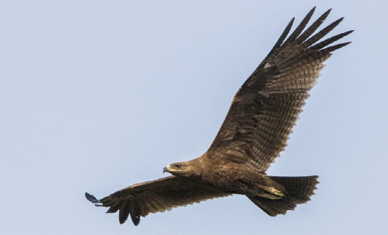 Rare Indian spotted eagle rescued by Delhi Police