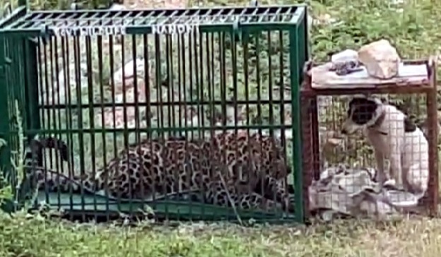 Leopard caged in Bengal tea garden, third in a month