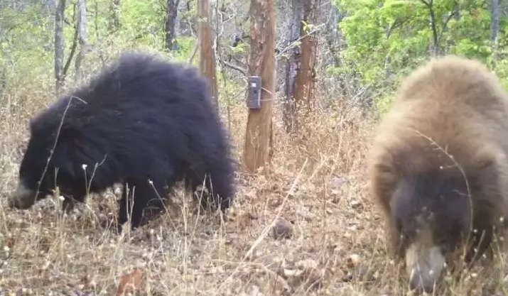 Maharashtra: Leucistic sloth bear spotted at Melghat reserve