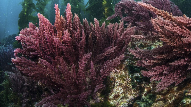 Marine red algae may hold key to preventing spread of COVID-19: Reliance researchers