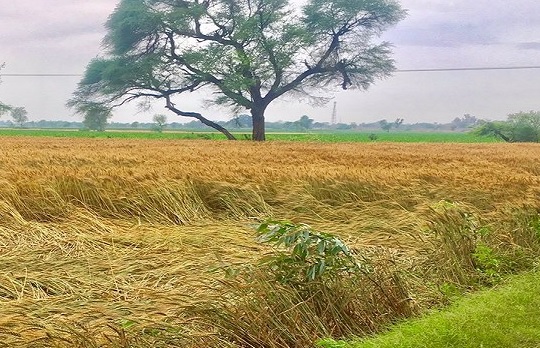 Over 80 pc wheat crop harvested: MHA