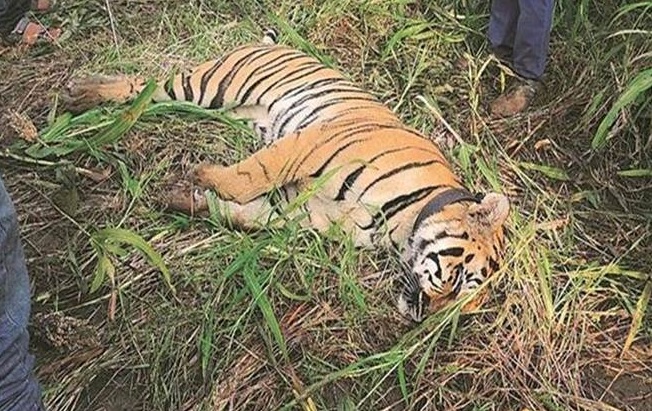 Tigress dies due to kidney failure in Delhi zoo, sample sent for coronavirus testing