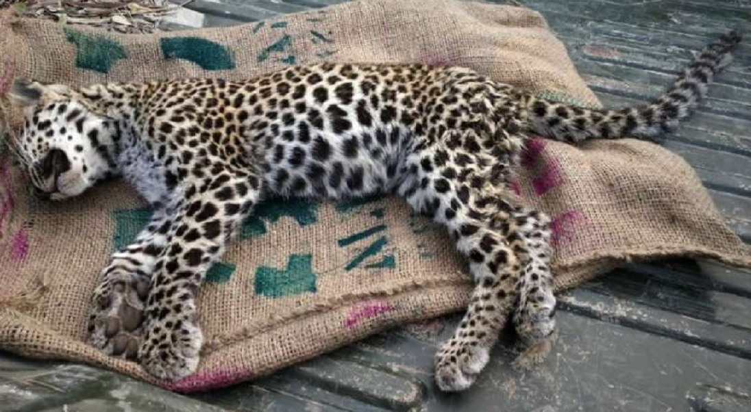 'Man eater' leopard killed in U'khand