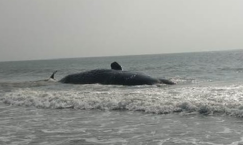 40-ft whale carcass washes ashore in Odisha