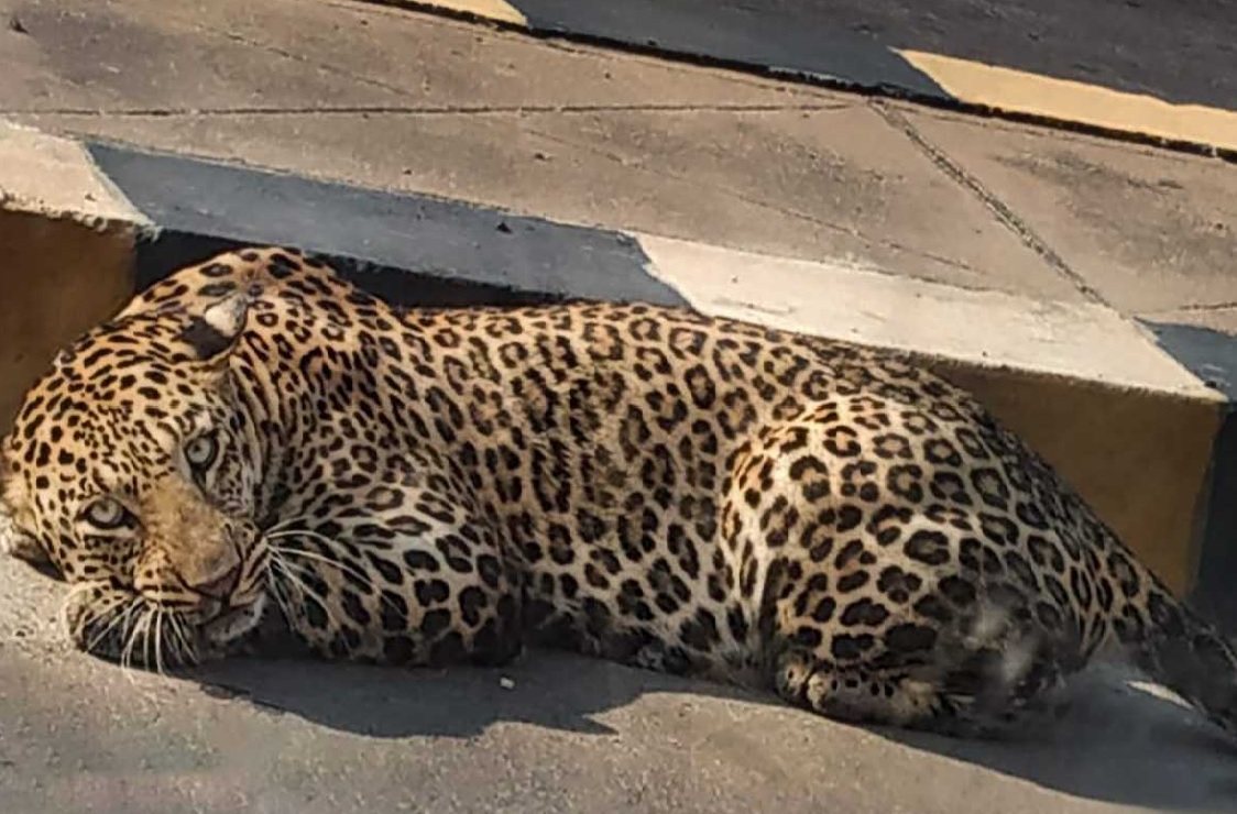 Leopard sighted near Hyderabad, efforts on to rescue it