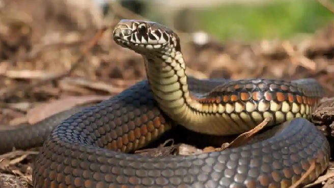 Maha: Palghar woman dies of snakebite