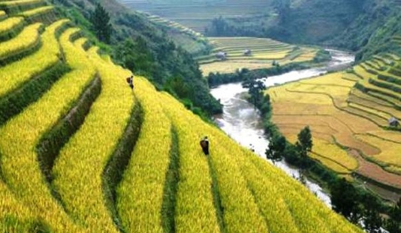 Nagaland govt focuses on agriculture to revive economy