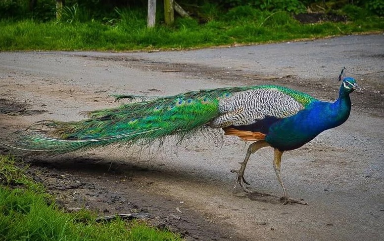 2 peacocks found dead in UP's Fatehpur district