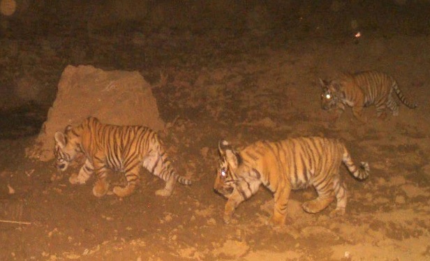 Rajasthan 3 new tiger cubs spotted at Sariska reserve