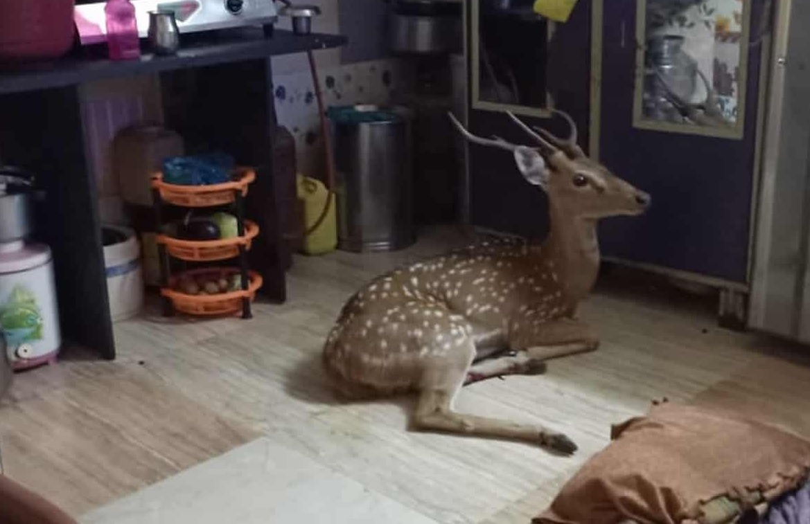 Spotted deer crashes through Mumbai house roof, rescued